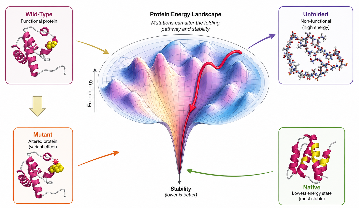 Protein Stability